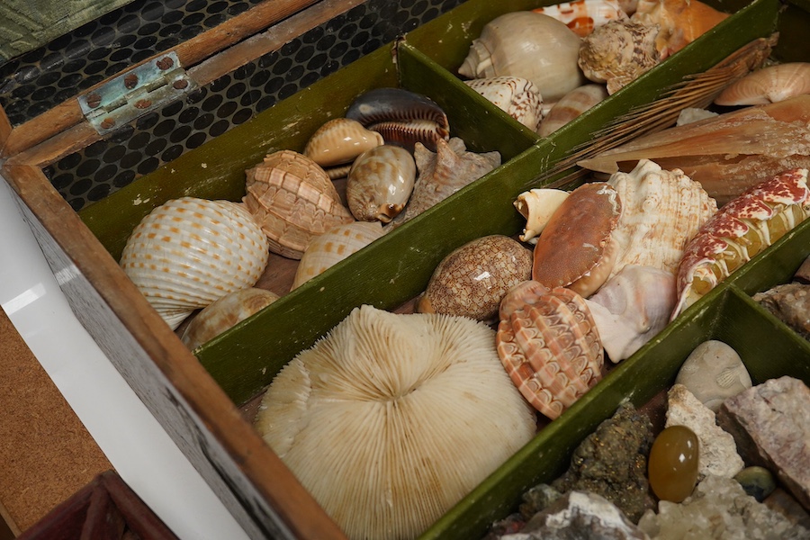 A rare 19th century mariner's box of shells, the mahogany box with cross banding and marquetry lid in the form of a compass, containing a collection of shells and mineral samples on two layers, with lift out tray, dimens